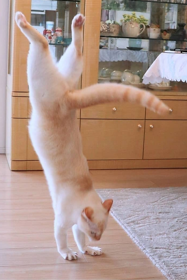 How to make your cat dance